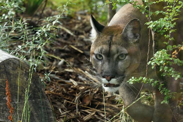 puma sortie des insectes paresseux